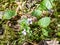 Delicate white and lilac flower Alpine marsh violet Viola palustris with dark purple lines on the blossom in beautiful green