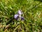 Delicate white and lilac flower Alpine marsh violet Viola palustris with dark purple lines on the blossom in beautiful scenery