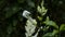 Delicate White Liliaceae flower and green foliage