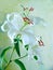 Delicate white lily