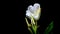 Delicate white lily flowers blooming time lapse