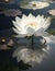 A delicate white lotus flower emerging from the depths of a glassy pond, its petals unfurling in a graceful dance.
