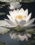 A delicate white lotus flower emerging from the depths of a glassy pond, its petals unfurling in a graceful dance.