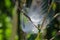 Delicate White Milkweed Seed Fibers Snagged on Autumn Branch