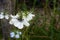 Delicate white nigella flower, Love in a Mist