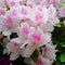 Delicate white-pink azalea flowers. A George Taber azalea