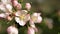 Delicate white and pink flowers of the apple tree in the wind in the rays of the warm sun.