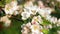 Delicate white and pink flowers of the apple tree in the wind in the rays of the warm sun.