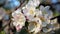 Delicate white and pink flowers of the apple tree in the wind in the rays of the warm sun.