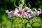 Delicate white and pink flowers of royal lily or lilium, known as king`s lily in a British cottage style garden in a sunny summer