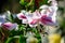 Delicate white and pink flowers of royal lily or lilium, known as king`s lily in a British cottage style garden in a sunny summer