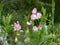 Delicate white and pink pea flowers