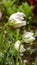 Delicate white and pink tulips with a carved edge on the petals in the drops of dew