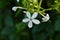 a delicate white plumbago zeylanica flower