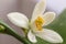 Delicate white with a purple-pink shade flower of citrus plant Meyer lemon, C. meyeri. Citrus blossom example. Close-up with