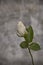 Delicate white rose on a gray background