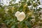 Delicate white rosebud