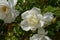 Delicate white rosebud at summer day