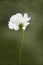 Delicate White Single Cosmea Flower