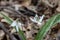 Delicate white trout lily wildflowers