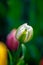 Delicate white tulip bud on a blurred background of multicolored tulips on a sunny day