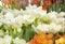 Delicate white tulips on a blurred background. Symbol of spring, love, tenderness and happiness