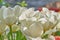 Delicate white tulips on a blurred background. Symbol of spring, love, tenderness and happiness