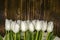 Delicate white tulips on stems with sharp green leaves lies on polished wooden boards