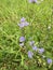 Delicate wildflowers on the background of bright green grass