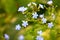 Delicate wildflowers on a green background