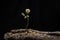 Delicate wilted white rose flower standing on a piece of old beach wood