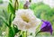 Delicate wite flower eustomy (lisianthus)