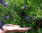 Delicate Yellow Butterfly in Purple Flowers