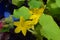 Delicate yellow flowering cucumber seedlings