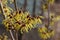 Delicate yellow flowers of witch hazel