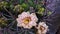 delicate yellow flowers with yellow and pink hues on cactus with huge spines