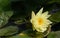 Delicate yellow waterlily