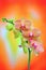 Delicately beautiful golden pink orchids on colorful background