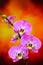 Delicately beautiful golden pink orchids on dark background
