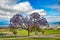 Delicately beautiful jacaranda flowering trees on Maui.