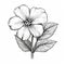 Delicately Detailed Black And White Flower Illustration