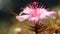 Delicately Detailed Pink Flower In The Style Of Mitch Griffiths And Sudersan Pattnaik
