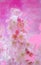 Delicately painted exquisite overflowing background. Light  pink and purple  flowers of Japanese cherry.