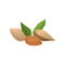 Delicious almond nuts and green leaves. Organic and healthy food. Vegetarian nutrition. Realistic hand drawn icon