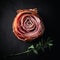 Delicious appetizing jamon rolled up in the shape of a rose on a black background,