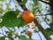 Delicious apricot closeup in tree