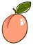 Delicious apricot, illustration, vector