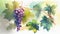 Delicious Black Grapes Bunch Watercolor Painting on Isolated White Background AI Generative