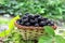 Delicious blackberry fruits