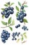 Delicious Blueberries Watercolor Clipart for Spring Designs.